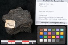 Foto (Objekt + Etikett) von Plantae indet.  (NHMW-GEO-2024-0188-11576)